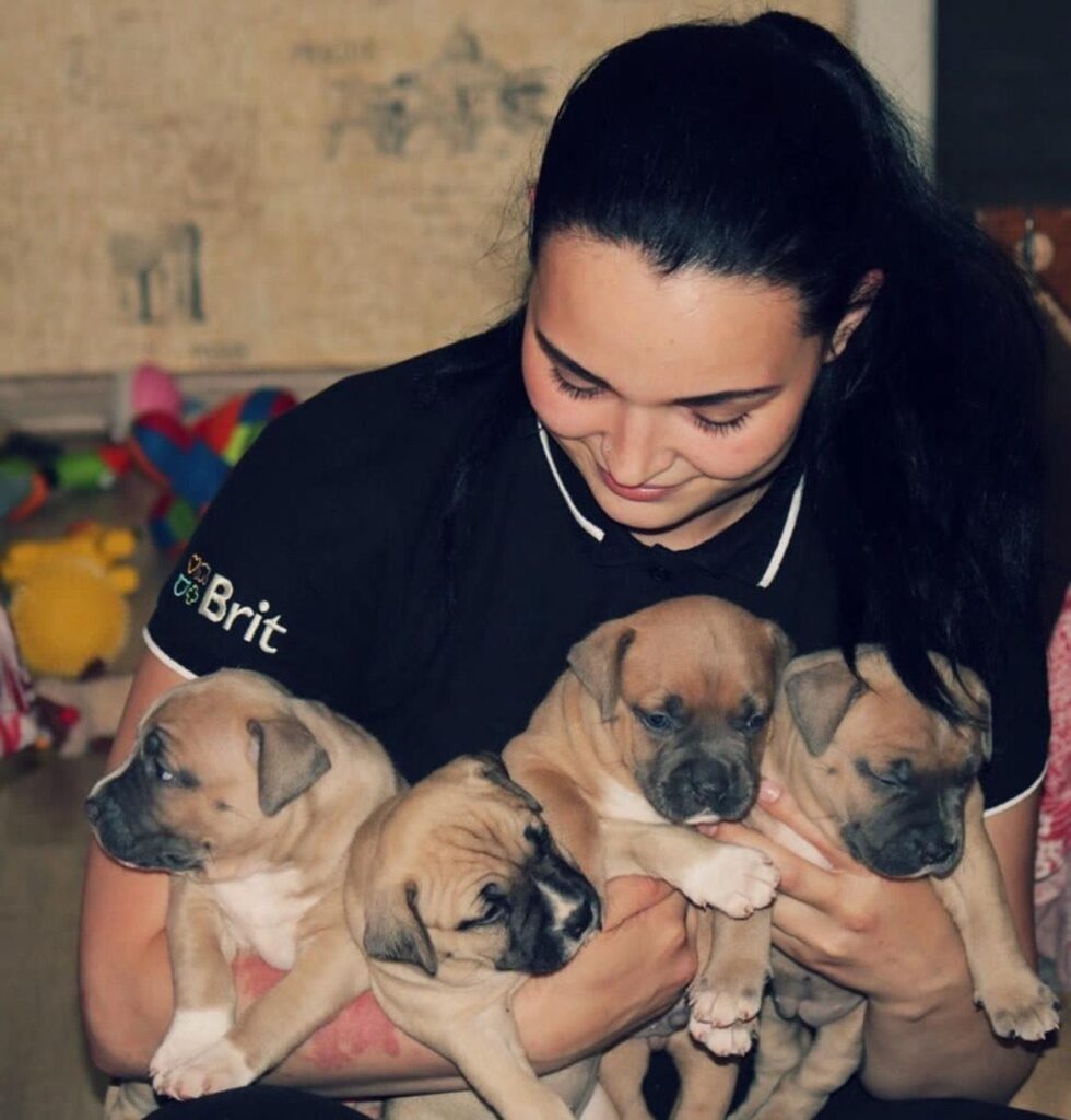 Staffordshire Bull Terrier Puppies For Sale.