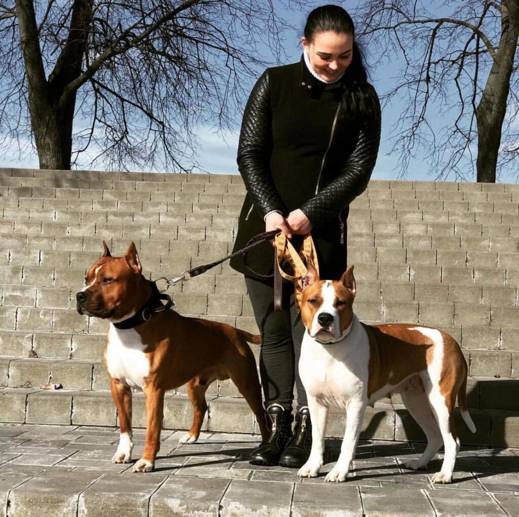 Staffordshire Bull Terrier Puppies For Sale.