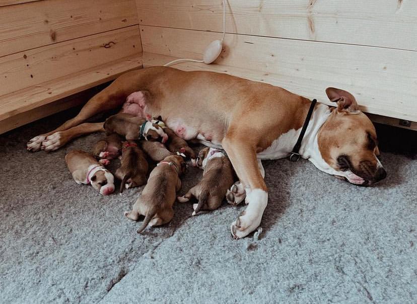 Staffordshire Bull Terrier Puppies For Sale.